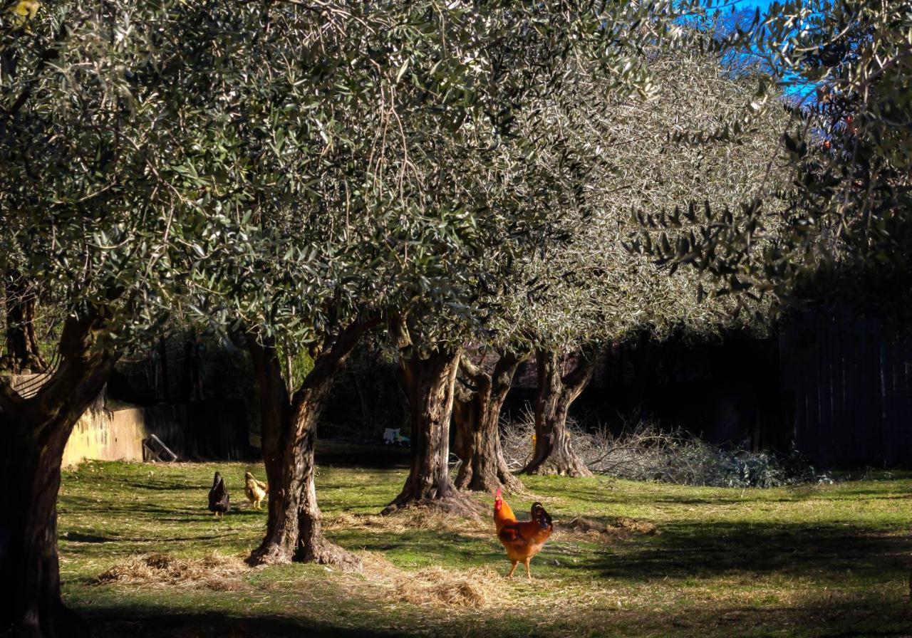 La Gemma Sul Lago Manerba del Garda Bagian luar foto